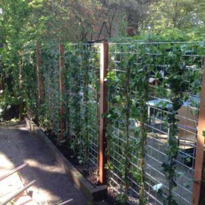 Losse planten tegen betongaas