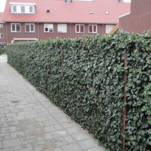 Klimop schutting